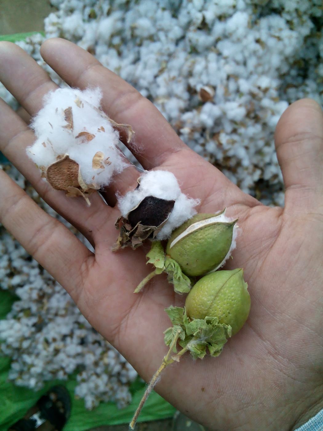 Kala cotton bolls in a hand