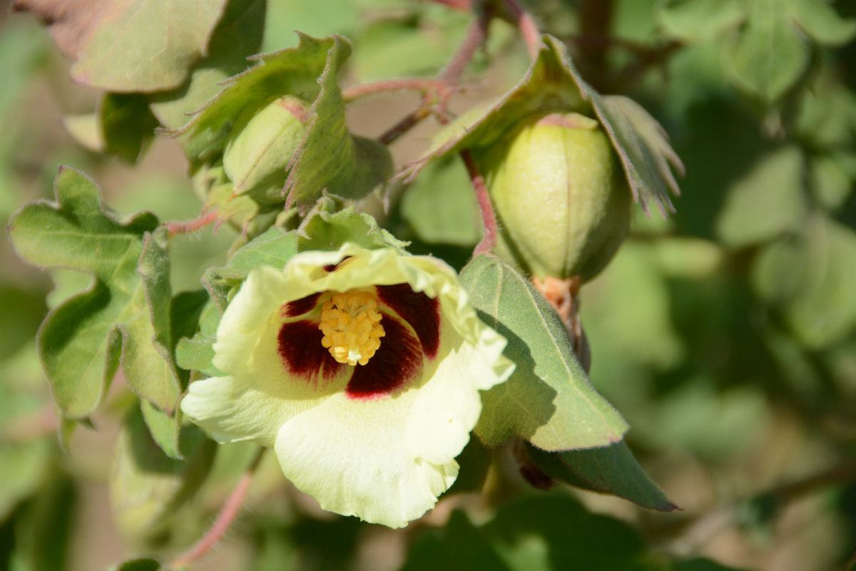 Kala cotton flower in Kutch